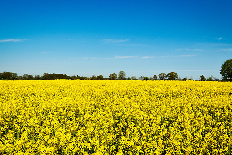 mental-health-foundation-blog-post-mental-health-awareness-month-2021-picture-of-field-of-yellow-flowers-and-blue-sky-800x534